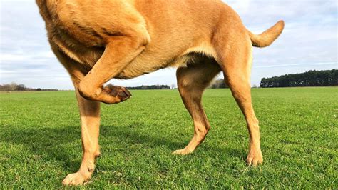 mi perro esta cojo|Mi perro cojea de una pata delantera